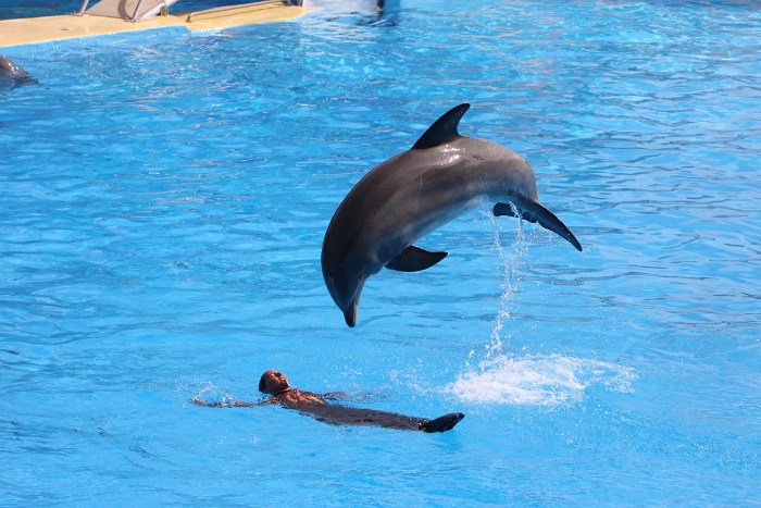 Marineland - Dauphins - 040